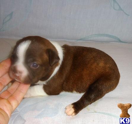 Puppies in OK